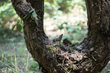 Howling wolf in the forest. Mini wolf figure standing on the forest ground.