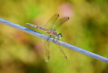 Beautiful Dragonfly 