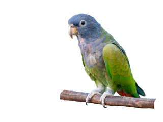 parrot on branches, white background