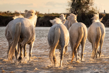 Fototapeta premium White horses in Camargue, France.