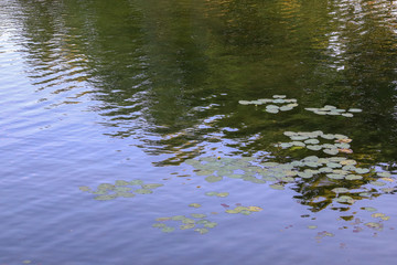 Lily Pads on a Lake