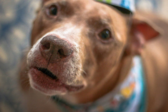 Birthday Boy Pit Bull Dog 