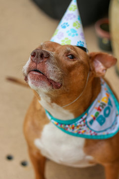 Birthday Boy Pit Bull Dog 