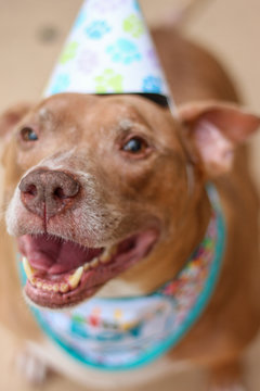 Birthday Boy Pit Bull Dog 