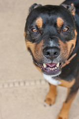 Pitweiler / Rottweiler Pit Bull mix 