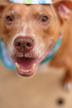 Birthday Boy Pit Bull Dog 