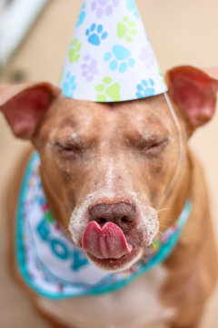 Birthday Boy Pit Bull Dog 