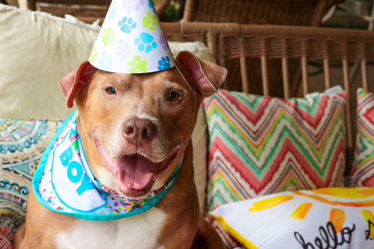 Birthday Boy Pit Bull Dog 