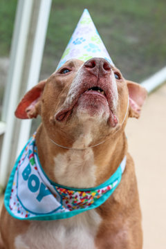 Birthday Boy Pit Bull Dog 