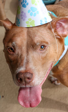 Birthday Boy Pit Bull Dog 