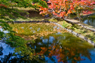 Autumn leaves are reflected in the pond .