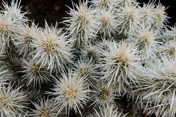 Cholla Cactus Needles Close Up