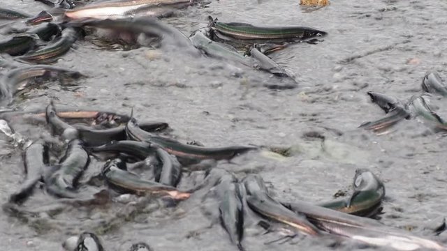 Tors, Cove, beach, caplin, eggs, row, nature, summer, Newfoundland and Labrador, tourism, tourist, travel, ecotourism, fish, life, Atlantic Ocean, Canada, spawning, reproduction, science, biology, fis