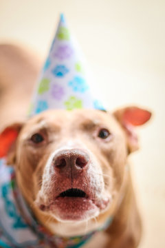 Birthday Boy Pit Bull Dog 