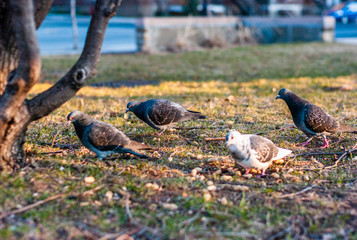 Pigeons Eating Grains, Peanuts that People Throw in the Park in Montreal - Quebec