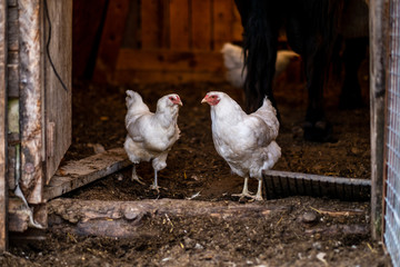 Two White Chickens Getting Out of the Old Aged Barn Door