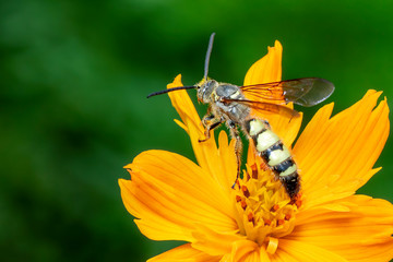 Image of Beewolf or Beewolves(Philanthus) on yellow flower on a natural background. Are bee-hunters or bee-killer wasps., Insect. Animal.