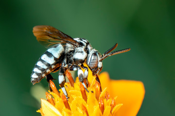Image of neon cuckoo bee (Thyreus nitidulus) on yellow flower pollen collects nectar on a natural...