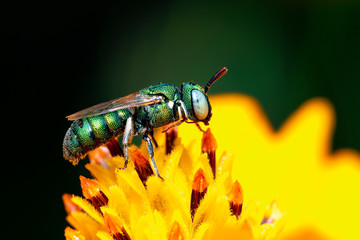Image of Ceratina (Pithitis) smaragdula on yellow flower pollen collects nectar on a natural background. Bee. Insect. Animal.