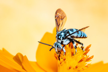 Image of neon cuckoo bee (Thyreus nitidulus) on yellow flower pollen collects nectar on yellow background with space blur background for text.. Insect. Animal.