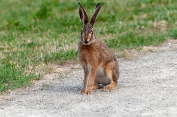Cute little brown hare on a path