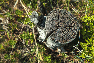 old birch stump in the forest