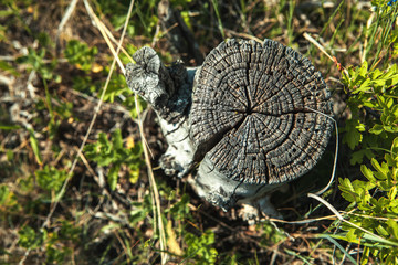 Obraz premium old birch stump in the forest
