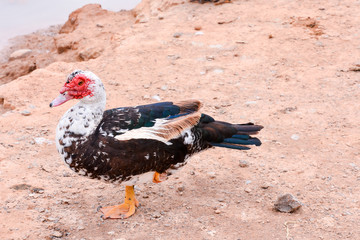 Muskovy Duck wild
