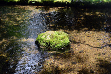 A moss-grown stone in The narano ogawa-1