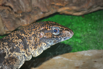 The Lizard Tupinambis in the terrarium