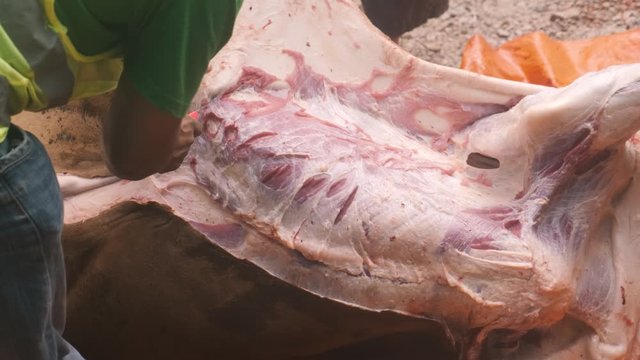Close up of the skinnig process of a halal slaughtered cow in preparation for Eid al-adha