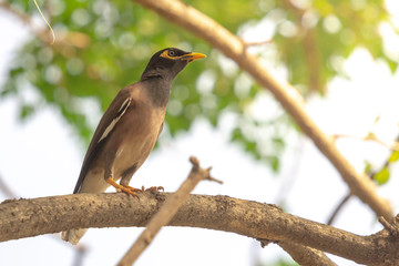 Common Myna (Acridotheres tristis) perching on a branch with yellow sunlight and blurred background.