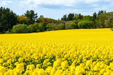 Obraz premium 【青森県横浜町】北国の春、下北半島は菜の花が満開