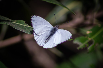 Mariposa