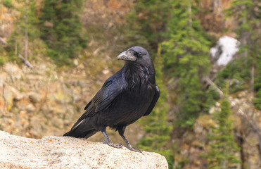 Big black bird black crow perched on the road