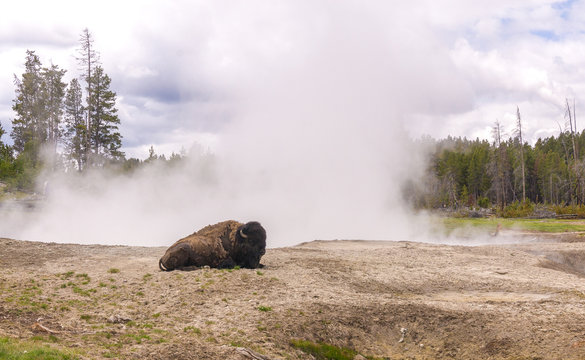 bison posing and grazing together with two common black raven in front of a hot spring with the first snow in Yellowstone National Park Wyoming USA