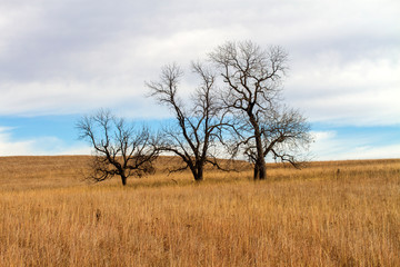 three bare trees on Kansas prairie hillside, clouds
