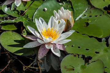 White water lilies. Harmony and relaxation.