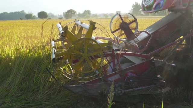 Close-up of combine harvester. Combine autumn harvest of the rice in paddy farmland.