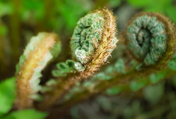 Fern. Fern shoots. Wildflower. Exotic food.