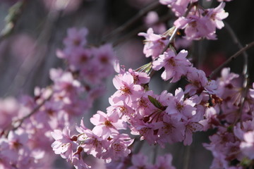 Obraz premium 妙関寺の乙姫桜（福島県・白河市）