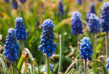 Spring flowers. Delicate spring background. 
