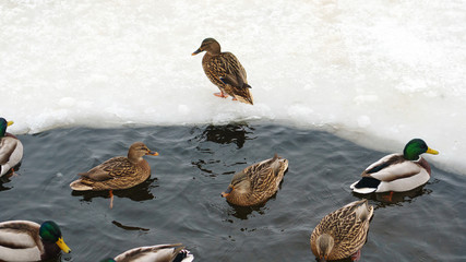 Many ducks did not fly away for the winter. Problems of birds in ice covered reservoir. Ducks winter in the city pond.