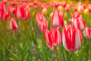 Red tulips. Spring background of flowers.