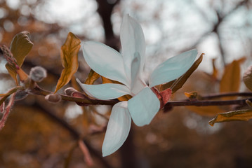White magnolia. Spring background. Freshness. Harmony.