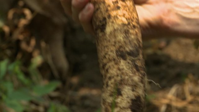Handheld, close up shot of a large rooted vegetable.
