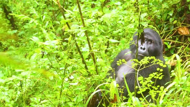 Mountain gorilla is seen in slow motion in the Virunga rainforest of Uganda.