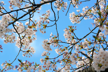 branch of a tree in spring