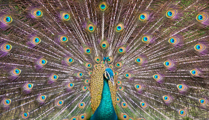 Fototapeta premium peacock beautiful and colorful opening wings and showing its beautifull colors