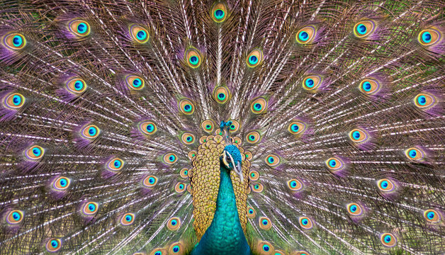 peacock beautiful and colorful opening wings and showing its beautifull colors